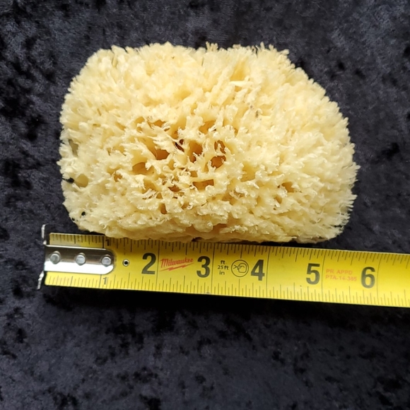 Natural Sponge - Picture 5 of 7